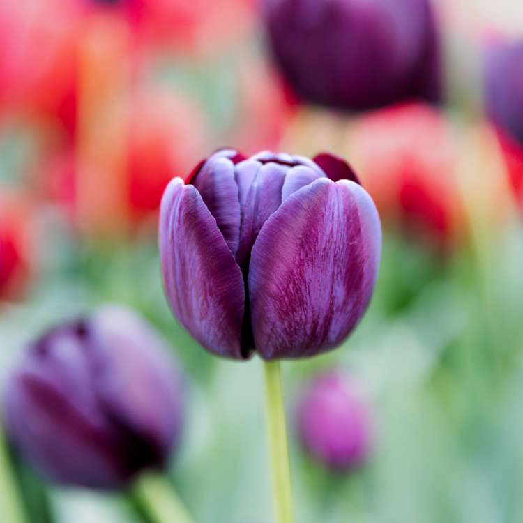 Tulpe 'Queen of Night'